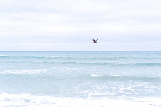 Seagull flying over the New Zealand South Coast near Wellington