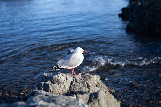 A seagull standing on a reef with ocean in the background