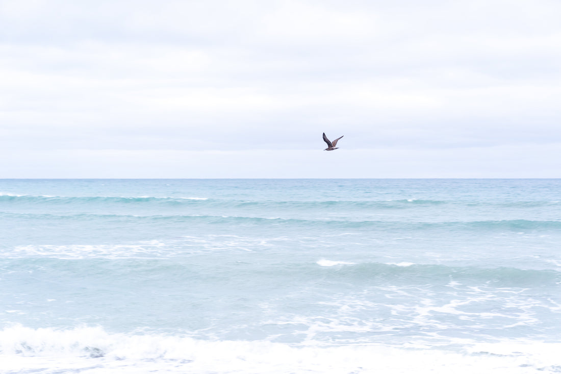 Seagull flying over the New Zealand South Coast near Wellington